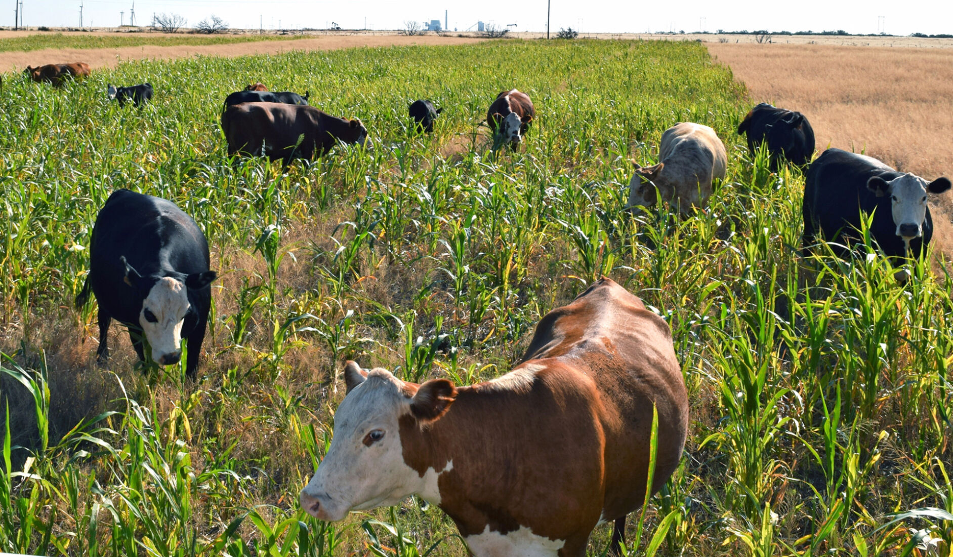 CC Cows on Cover Crop